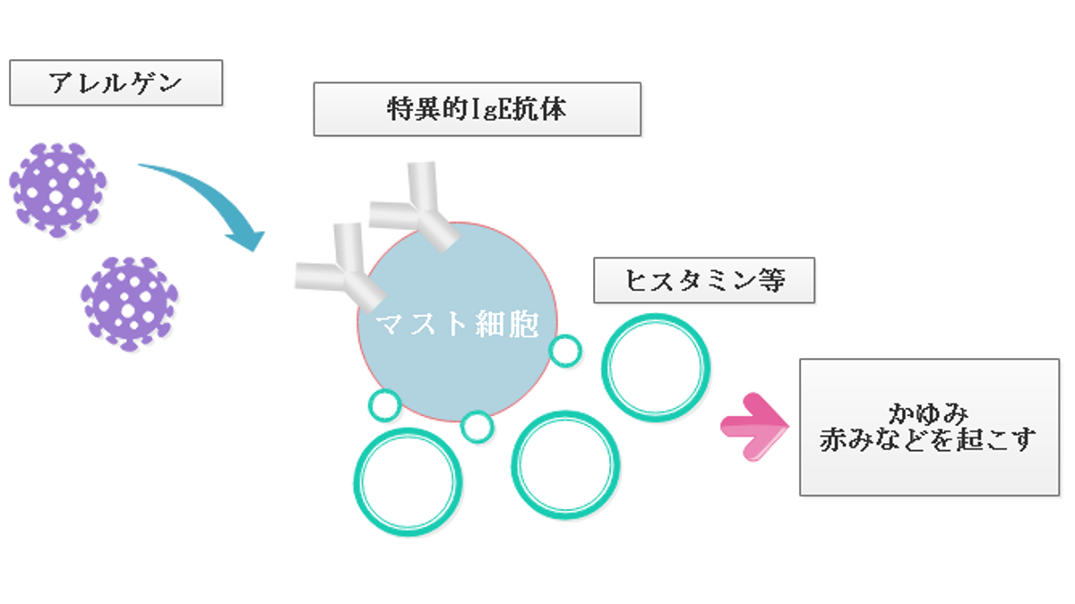 アレルギー反応を起こす仕組み