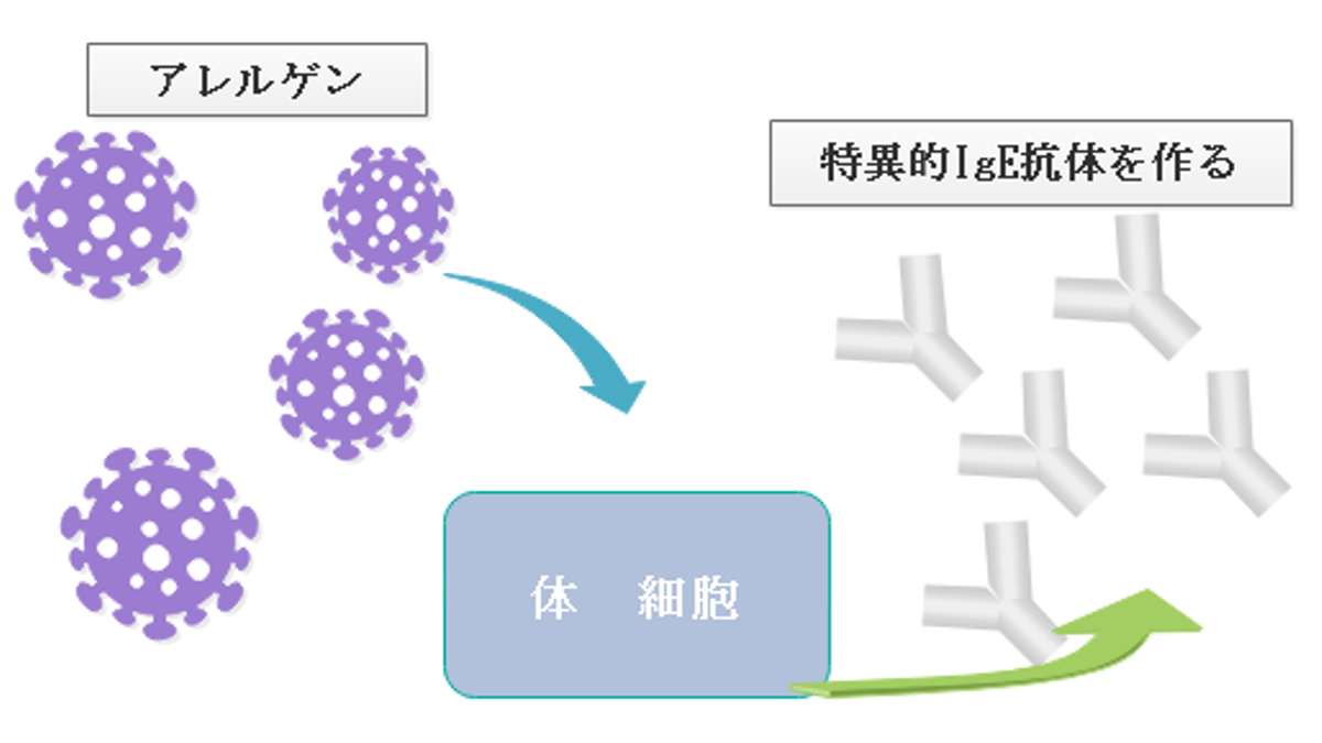 アレルギー反応を起こす仕組み